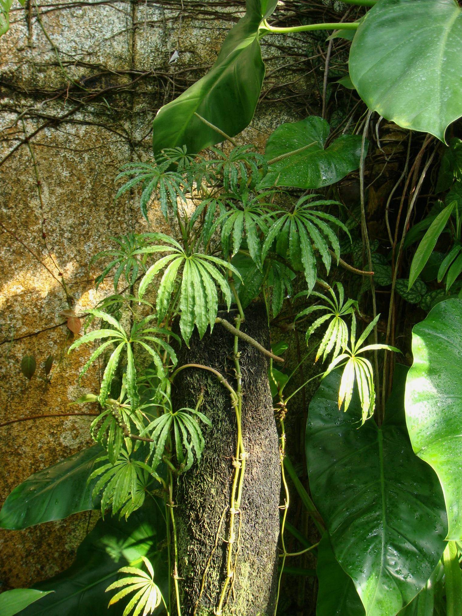 Anthurium polyschistum R. E. Schultes & Idrobo